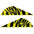 Bohning Blazer 2" Tiger Stripe Vanes