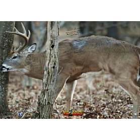 Nice Target Deer Front Tree Buck
